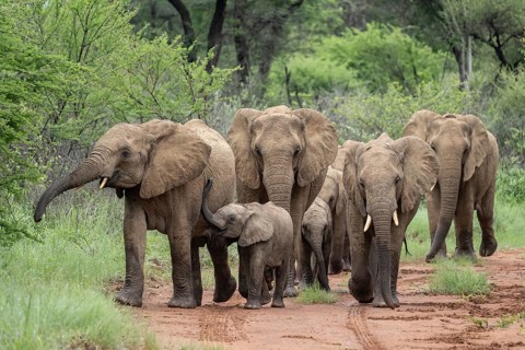 Elephants (Loxodonta africana) Herd with young, Qwabi Private Game Reserve, Biosphere Reserve,