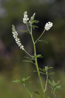White Sweet Clover, North Rhine-Westphalia, Germany (Melilotus alba)