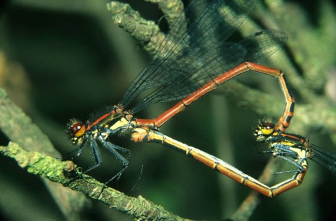 Large red damselfly mating (Pyrrhosoma nymphula)