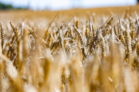Ripe golden ears of corn in a field in the sunlight, Coxhill, Shepherdswell, Dover, Kent, Great