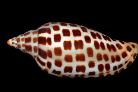 Volute Junonia Shell, India, Asia