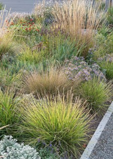 Autumn crested wheatgrass (Sesleria autumnalis), (Calamagrostis × acutiflora 'Waldenbuch')