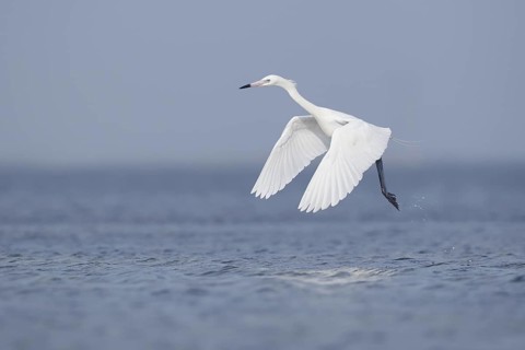 White-morph Reddish Egret : Mustang Island State Park : Port Aransas, TX