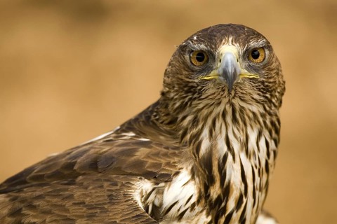 Bonelli's Eagle (Aquila fasciata) female, Castile-La Mancha, Spain
