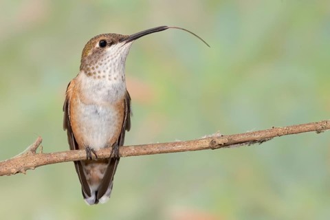 Rufous Hummingbird (Selasphorus rufus) perched on a branch with long stretched tongue, Texas, USA