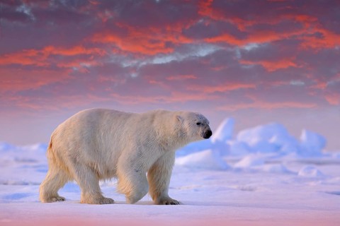Polar bear on drift ice edge with snow and water in Svalbard sea. White big animal in the nature
