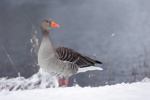 Graugans, lat. Anser anser, steht wachsam am Gewässerufer im Schnee