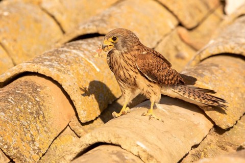 Lesser Kestrel (Falco naumanni) female on a roof, Castile-La Mancha, Spain