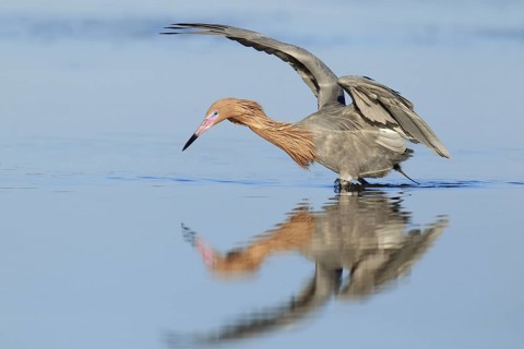 Reddish Egret (Egretta rufescens), Florida, USA