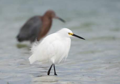 Snowy Egret & Reddish Egret (Egretta thula & Egretta rufescens), Florida, USA