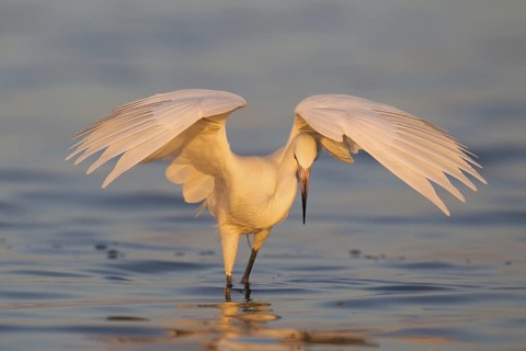 Reddish Egret (Egretta rufescens), Florida, USA