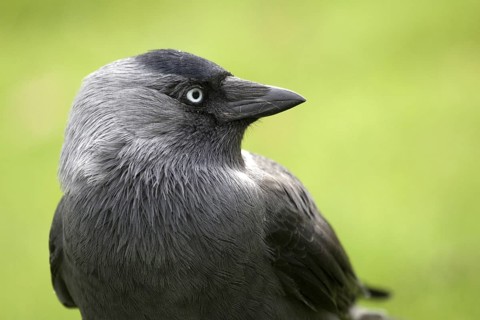 Western Jackdaw (Coloeus monedula), Upphaerad, Sweden