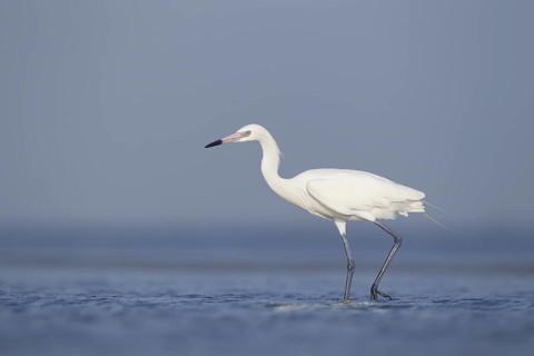 White-morph Reddish Egret : Mustang Island State Park : Port Aransas, TX