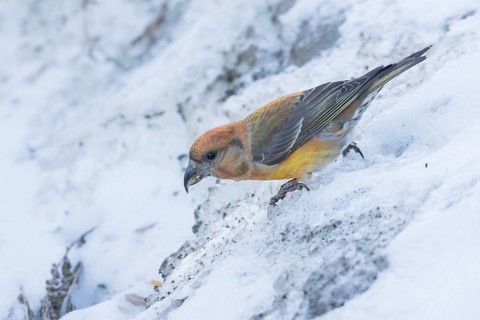 Common Crossbill - Fichtenkreuzschnabel - Loxia curvirostra ssp. polyogyna, Spain, 2nd cy, female