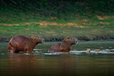 Capybara, family with two young, biggest mouse in water with evening light during sunset, Pantanal,