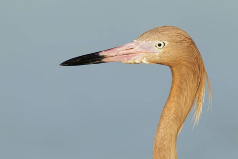 Reddish Egret (Egretta rufescens), Florida, USA