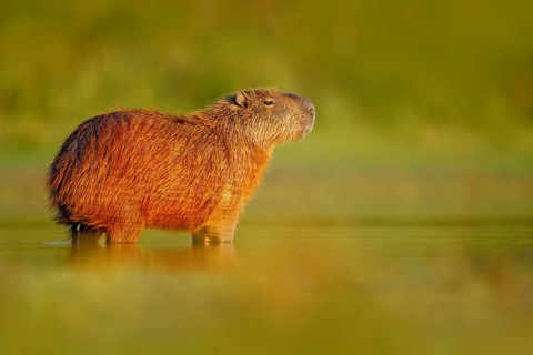 Wildlife of Brazil. Capybara, Hydrochoerus hydrochaeris, Biggest mouse in the water with evening