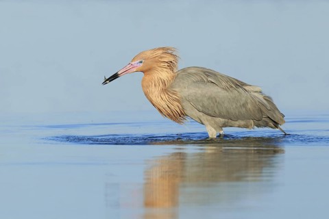 Reddish Egret (Egretta rufescens), Florida, USA