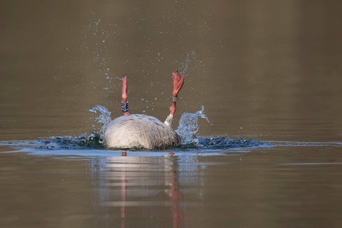 Greylag Goose (Anser anser) preening, Lower Saxony, Germany
