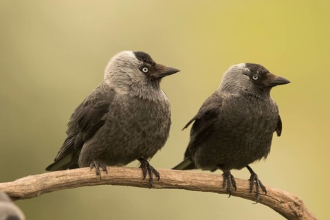 Western Jackdaw (Coloeus monedula) perched on a branch, Serbia