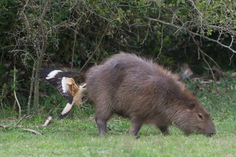 A Yellow-headed Caracara feeds from the rear end (anus) of a Capybara. The caracara is removing
