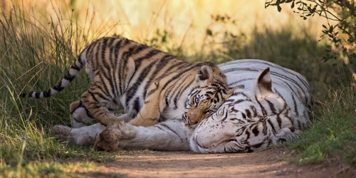 Bengal Tiger (Panthera tigris) white morph mother with cub, captive, Philippolis, South Africa