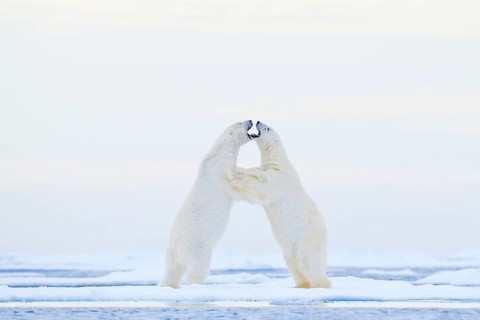 Polar bear dancing on the ice. Two Polar bears love on drifting ice with snow, white animals in the