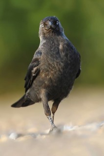 Western Jackdaw (Coloeus monedula)