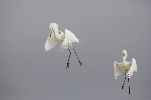 Reddish Egret (Egretta rufescens) approaching, Texas, USA