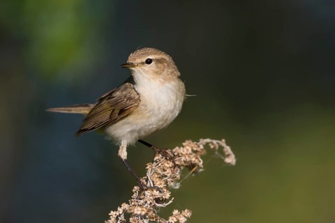 Siberian Chiffchaff - Taigazilpzalp - Phylloscopus tristis, Russia (Ural)