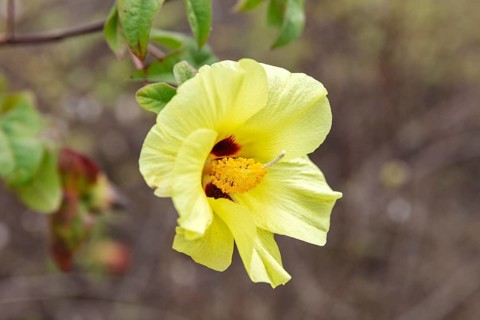Gossypium herbaceum (Gossypium), San Cristobal, Galapagos, Ecuador