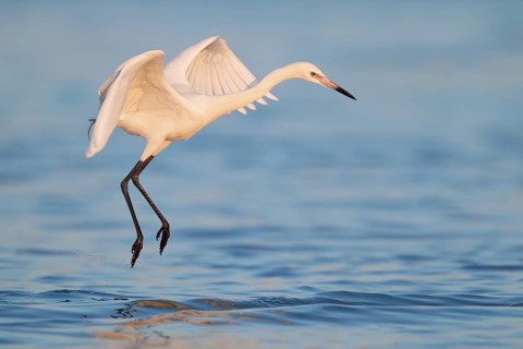 Reddish Egret (Egretta rufescens) flying, Florida, USA