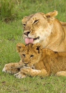 African Lion (Panthera leo) mother with young, Masai Mara, Kenya