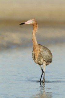 Reddish Egret (Egretta rufescens), Florida, USA