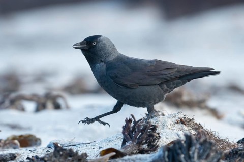 Western Jackdaw (Coloeus monedula) perched on a beach, Schleswig-Holstein, Deutschland, Germany
