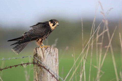 Baumfalke; lat. Falco subbuteo; auf Weidepfahl in Wiesenlandschaft