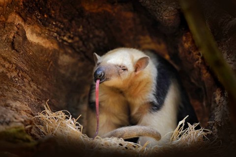 Long tongue. Southern Tamandua, Tamandua tetradactyla, wild anteater in the nature forest habitat,