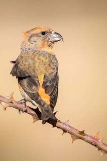 Red Crossbill (Loxia curvirostra) male perched on a branch, Aragon, Spain