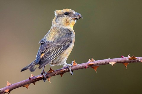 Red Crossbill (Loxia curvirostra) male perched on a branch, Aragon, Spain