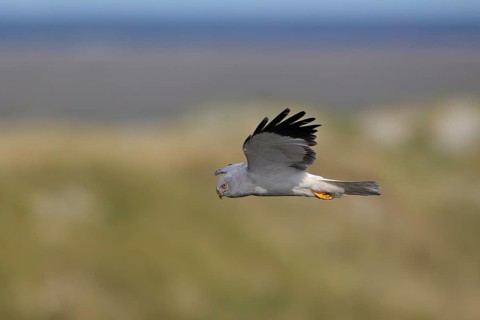Kornweihe; lat. Circus cyaneus; adultes Männchen im Flug ; Seitenansicht; über Dünenlandschaft; der