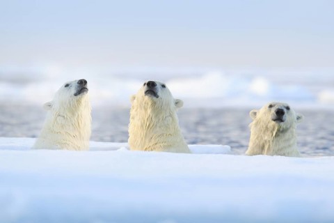 Three polar bears on drift ice, Svalbard, Norway. Rare wildlife scene from nature, cold winter with