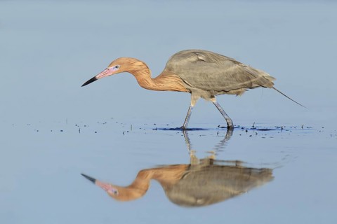 Reddish Egret (Egretta rufescens), Florida, USA