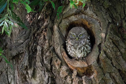 Young owl in its den... Little owl (Athene noctua), young owl perches in the entrance of its