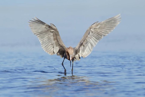 Reddish Egret (Egretta rufescens), Florida, USA