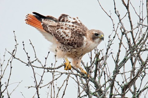 Red-tailed Hawk (Buteo jamaicensis), Texas, USA