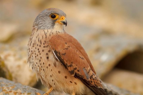 Lesser Kestrel (Falco naumanni), male portrait, Castile-La Mancha