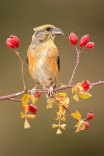 Red Crossbill (Loxia curvirostra) male perched on a branch, Aragon, Spain