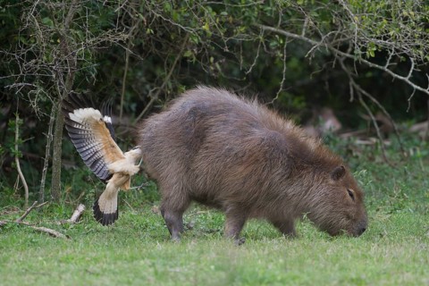 A Yellow-headed Caracara feeds from the rear end (anus) of a Capybara. In this image the caracara