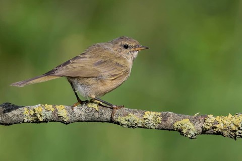 Common Chiffchaff (Phylloscopus collybita) perched on a branch, Lower Saxony, Germany