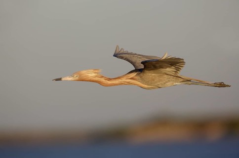 Reddish Egret (Egretta rufescens) flying, Texas, USA